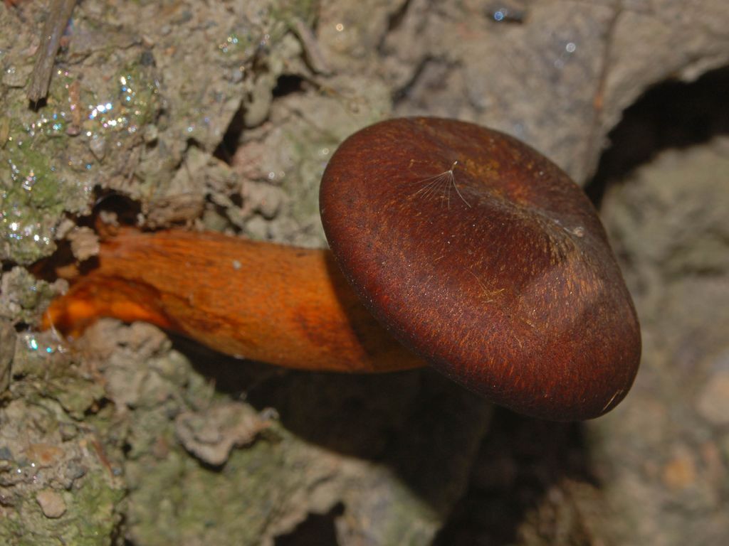 Un bel gruppo di funghetti (Omphalotus olearius)